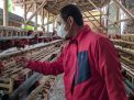 Cerita Peternak Ayam di Ponorogo, Terancam Gulung Tikar hingga Gadaikan BPKB