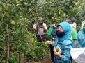 Senyuman Petani Jeruk Pasuruan di Tengah Pandemi Corona