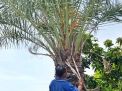 Pemilik Pohon Kurma yang Berbuah Lebat di Pasuruan Dikenal Dermawan