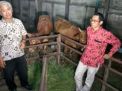 Rumah Potong Hewan Janjikan Jual Daging Murah saat Ramadan