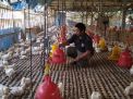 Harga Daging Ayam Naik, Peternak di Tulungagung Malah Merugi