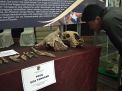 Fosil di Gua Tenggar Diperkirakan Lebih Tua dari Homo Wajakensis