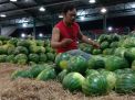 Kemarau Panjang, Stok Buah Semangka di Pasar Induk PIOS Tetap Aman
