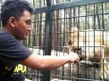 Serunya Sensasi Memberi Makan Hewan Buas di Taman Safari Prigen