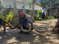 Ular Sanca Sepanjang 3,6 Meter Pemangsa Ternak Warga Blitar Ditangkap
