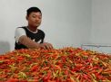 Pasokan Melimpah, Harga Cabai Rawit di PIOS Kembali Normal