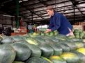 Rasanya Manis, Buah Semangka Inul di PIOS Laku 6 Ton dalam Lima Hari