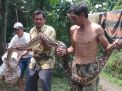 Ular Sanca Kembang Sepanjang 4 Meter di Mojokerto Ditangkap Warga