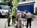 Pohon Pisang yang Ditanam di Jalan Rusak Babat-Lamongan Dibersihkan