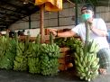 Stok Pisang Kepok Kuning asal NTT di PIOS Aman