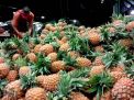 Lebih Besar dan Rasanya Manis, Buah Nanas di PIOS Diburu Pengunjung