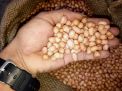 Penuhi Pelanggan, Pedagang PIOS Datangkan Kacang Ose dari India 25 Ton