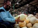 Melon Sunrise Segar dari Petani Lamongan Laku 4 Ton per Hari di PIOS