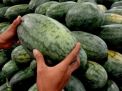 Warna Jingga dan Lebih Manis, Semangka Inul di PIOS Diburu Pengunjung