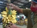 Imut dan Rasa Sedikit Masam, Pisang Barlin di PIOS Diburu Pengunjung