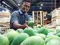  Paling Laris, Mangga Harum Manis di PIOS Diburu Pelanggan