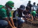 Ratusan Bonek Tanam Pohon Bakau di Pantai Permata Probolinggo