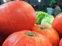 Baik untuk Nutrisi Tumbuh Kembang Bayi, Labu Kabocha Tersedia di PIOS