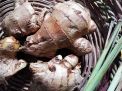 Selama Pandemi Covid-19, Harga Jahe Lokal di PIOS Stabil