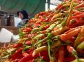 Aneka Cabai Rawit dari Berbagai Daerah Tersedia di PIOS