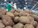 Kentang Segar Berkualitas dari Petani Tengger Kembali Melimpah di PIOS