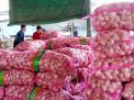 Jangan Khawatir, Harga Bawang Putih di PIOS Masih Stabil
