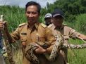 Takut Ganggu Warga, Kades ini Tangkap Ular Piton 3 Meter di Kebun Tebu