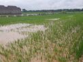 Banjir di Ponorogo, 83 Hektar Sawah Terancam Gagal Panen