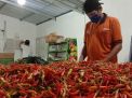 Permintaan Meningkat, Harga Cabai Rawit di PIOS Kembali Naik