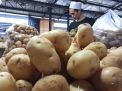 Kentang Segar Ukuran Jumbo di PIOS Jadi Langganan Pengusaha Kue