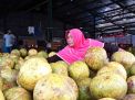 Baik Dikonsumsi saat Puasa Ramadan, Jeruk Pamelo dari Sulawesi Melimpah di PIOS