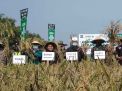 Padi Hasil Wakaf Sawah Produktif di Kabupaten Mojokerto Dipanen