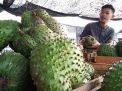 Cocok untuk Menu Buka Puasa, Pedagang PIOS Datangkan Buah Sirsak dari Kediri