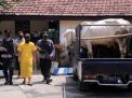 Rebutan Warisan, Pria Sidoarjo ini Curi 2 Ekor Sapi dari Bibinya
