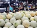 Melon Segar Manis Penuhi Lapak Pedagang PIOS