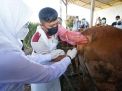 Banyuwangi Jadi Pilot Project Pengembangan Sapi Belgian Blue dan Wagyu di Jatim