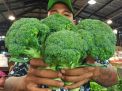 Harga Brokoli di PIOS Diprediksi Akan Kembali Stabil