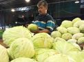 Pedagang PIOS Terima Kubis Segar Berkualitas dari Petani Tengger