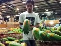 Pedagang PIOS Maksimalkan Serap Pepaya Thailand dari Petani saat Panen Raya