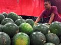 Pasokan Semangka Merah Tanpa Biji di PIOS Melimpah