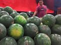 Banyak Petani Gagal Panen, Harga Semangka di PIOS Merangkak Naik