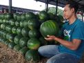 Istimewa! Semangka-semangka Jumbo Penuhi PIOS