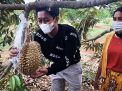 Wisata Kebun Durian Gresik, Pengunjung dapat Nikmati Montong hingga Musang King