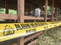 5 Kambing Milik Warga Banyuwangi Mati Misterius, Diduga Dimangsa Binatang Buas