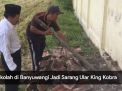 Video: Sekolah di Banyuwangi Jadi Sarang Ular King Kobra