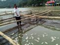 Ribuan Ikan di Telaga Ngebel, Ponorogo Mati