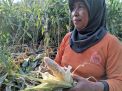 Tanaman Jagung Petani di Ponorogo Rusak, Diduga Akibat Ulah Kera Liar