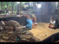 Arena Judi Sabung Ayam di Mojokerto Digerebek, Lima Orang Ditangkap