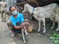 Heboh Kambing Berkaki Dua di Ponorogo