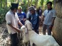 Pencurian Kambing Jelang Idul Adha di Lumajang, Tiga Pelaku Ditangkap